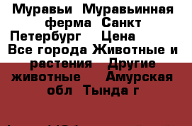 Муравьи, Муравьинная ферма. Санкт-Петербург. › Цена ­ 550 - Все города Животные и растения » Другие животные   . Амурская обл.,Тында г.